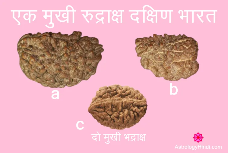 1 mukhi rudraksha south india ,1 Mukhi Rudraksha Benefits in hindi